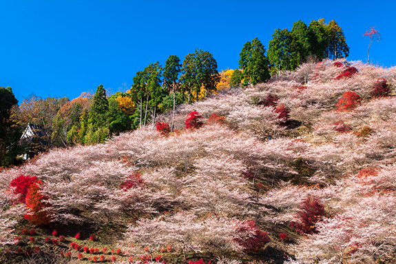 四季桜（小原地区）